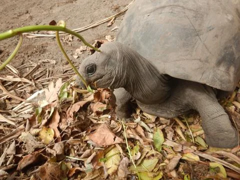 Turtles seychelles Stock-Fotos