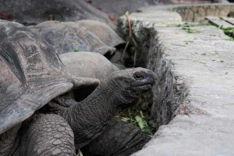 Turtles seychelles Фото