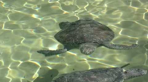Turtles in shallow watr 4K Stock Footage 48582524