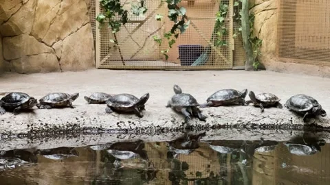 Turtles on the shore in an aquarium Video stock 329091908