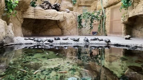 Turtles on the shore in an aquarium Video stock 329091919