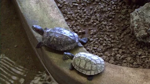 Turtles on side of a pond Stock-Footage 52397297