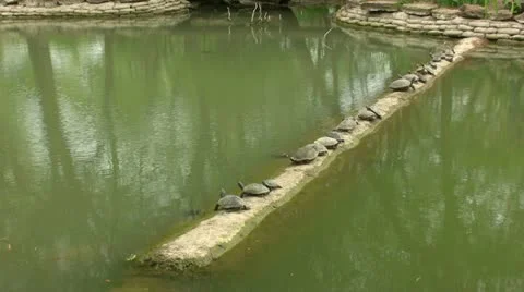 Turtles Side By Side Video stock 22331739
