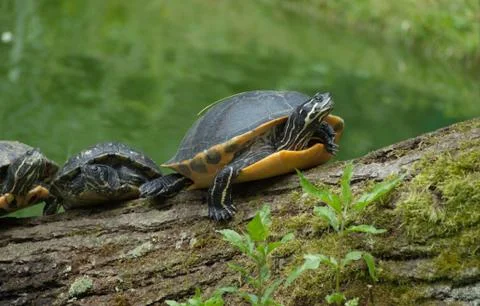 Turtles sit on a tree trunk in germany at summer Stock Photos