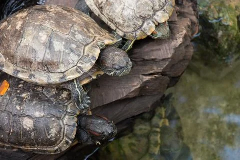 Turtles sitting on branch. Stock Photos