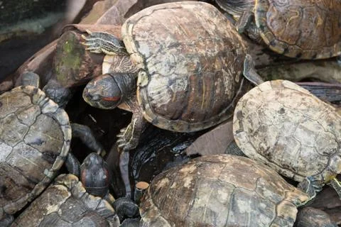 Turtles sitting on branch. Stock Photos