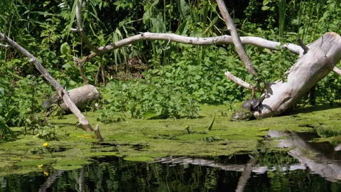 Turtles Sitting on Log in River with Green Algae and Ducks Family Swims Passing Stock Footage 135739754