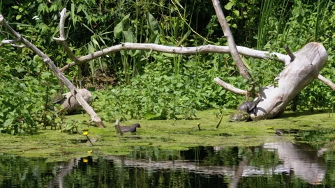Turtles Sitting on Log in River with Green Algae and Ducks Family Swims Passing Stock Footage 135740686