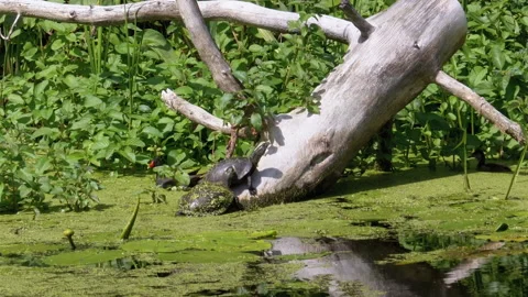 Turtles Sitting on Log in River with Green Algae and Ducks Family Swims Passing Stock Footage 135755986