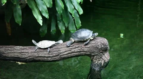 Turtles sleeping Stock Footage 8946912