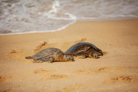 Turtles sleeping on sandy beach. Stock Photos