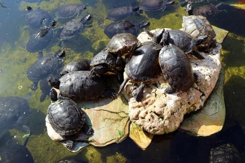Turtles on a stone bask in the pond. Stock Photos