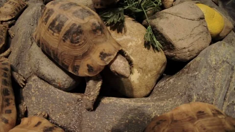 Turtles on a stone close-up Stock Footage 73315846