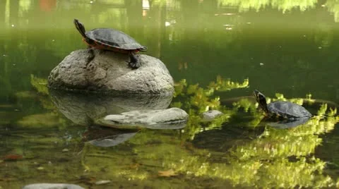 Turtles stretching out Stock Footage 20441710