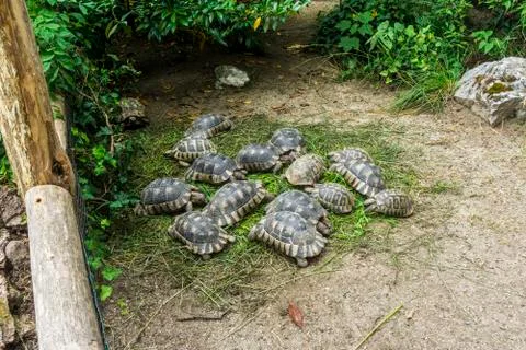 Turtles in the sun Stock Photos
