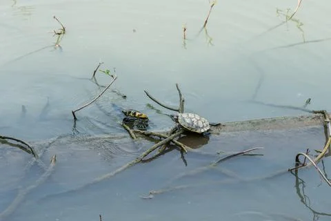 Turtles sun tanning Stock Photos
