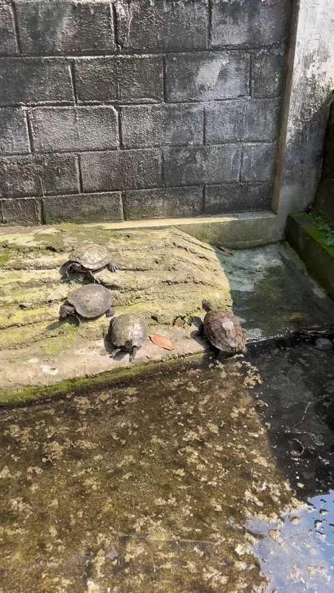 Turtles sunbathe during the day Stock Footage 306670955