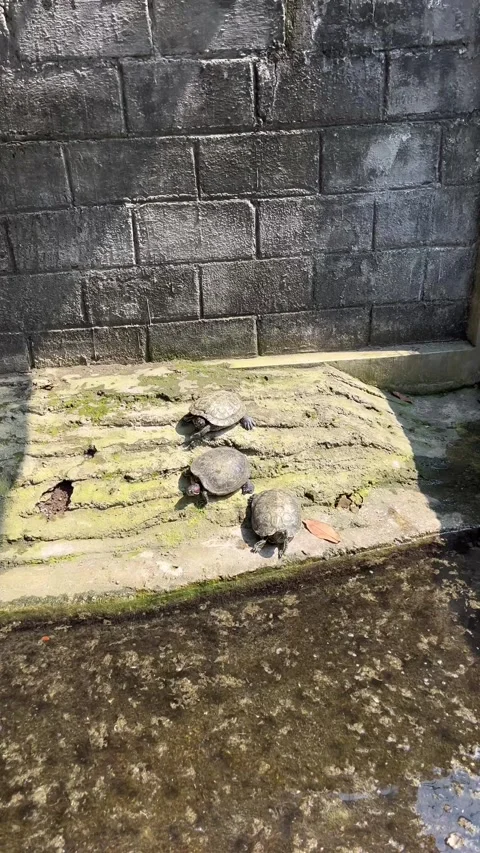 Turtles sunbathe during the day Stock Footage 306670961
