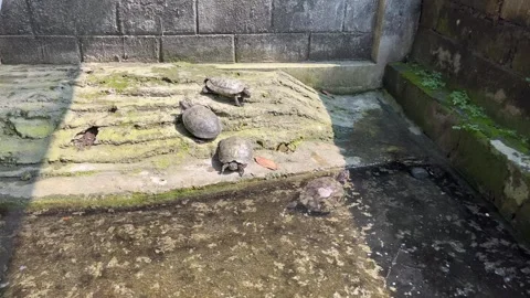 Turtles sunbathe during the day Stock Footage 306670973
