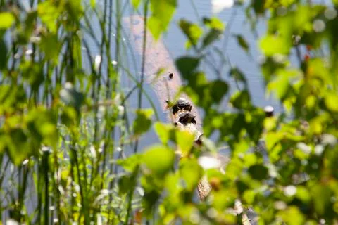 Turtles sunbathing on a branch Stock-Fotos