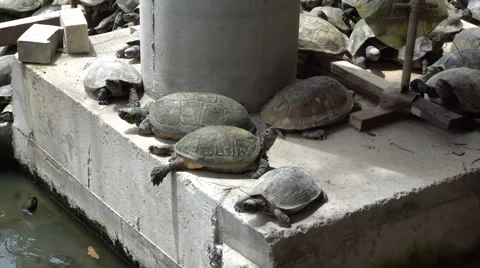 Turtles sunbathing on concrete structure. Animals in urban life Stock Footage 67786103