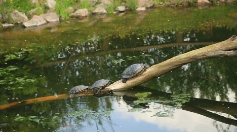Turtles  sunbathing on a dead branch in the water Stock Footage 61741255