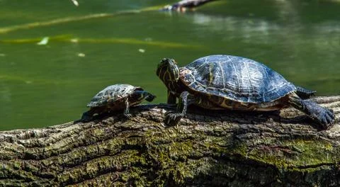 Turtles sunbathing on driftwood Stock Photos