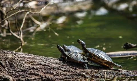 Turtles sunbathing on driftwood Stock Photos