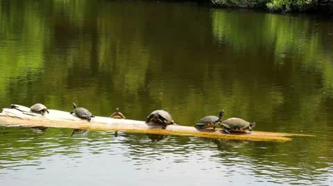 Turtles Sunbathing on Floating Log 스톡 동영상 11440078
