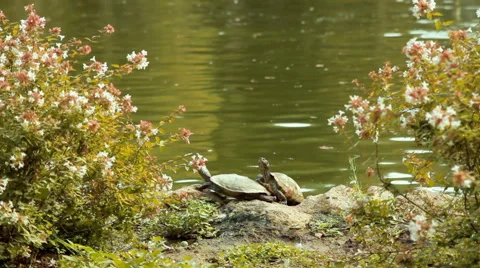 Turtles sunbathing Stock Footage 45864802