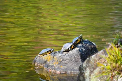 Turtles Sunbathing in Japan 스톡 사진