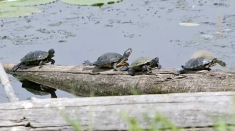Turtles sunbathing on log and yawning Stock Footage 53257318