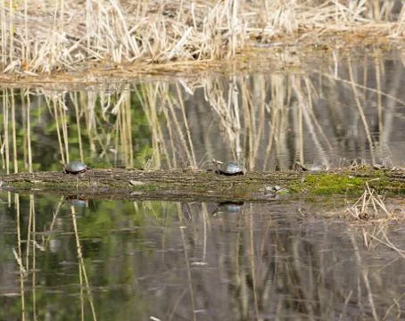 Turtles sunbathing Stock Photos