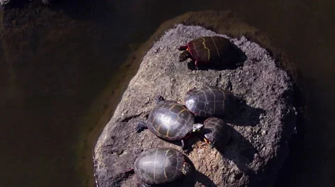 Turtles Sunbathing on a Rock Aerial View Stock Footage 61336121