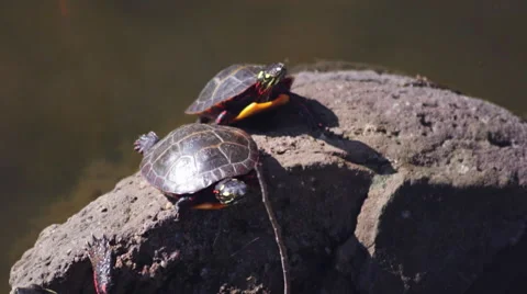 Turtles Sunbathing on a Rock Stock Footage 61335951