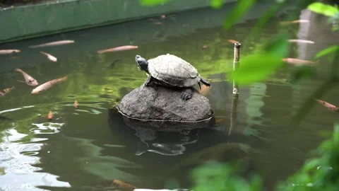 Turtles sunbathing on the rock pool Stock Footage 253256454