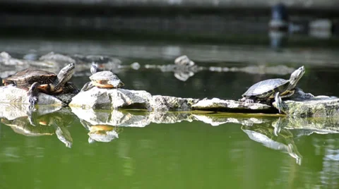 Turtles sunbathing on rocks in pond Stock Footage 36418862