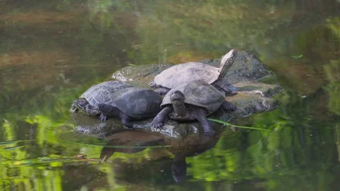 Turtles sunbathing on rocks in a pond Stock Footage 281053677