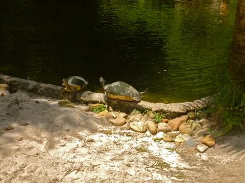 Turtles Sunning Stock Photos