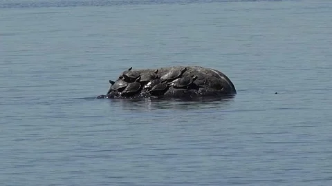 Turtles sunning themselves on a rock in  the middle of a river - 4K Stock Footage 132883114
