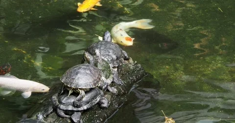 Turtles suntanning at the log with koi fish around Stock Footage 137067656