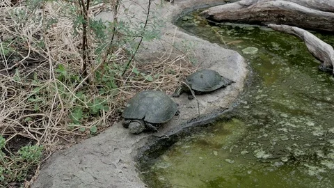 Turtles in the swamp Video stock 74876665