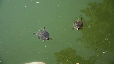 Turtles swim with fish Stock Footage 104130420