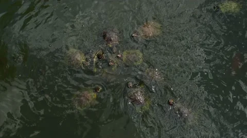 Turtles swim Stock Footage 137656594