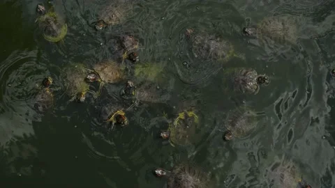 Turtles swim Stock Footage 137656611