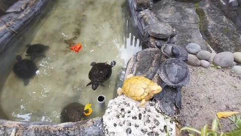 Turtles swim Stock Footage 239522631