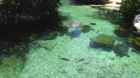 Turtles swim in the lake Stock Footage 90547028
