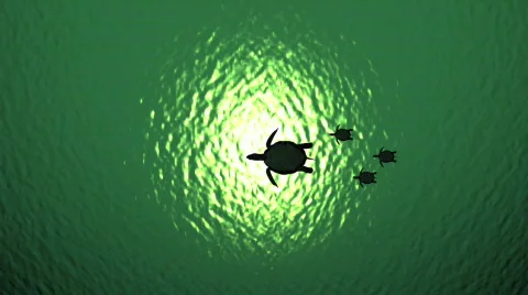Turtles Swim Over 스톡 동영상 341740