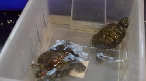 Turtles swim in a plastic container Stock Footage 56999462