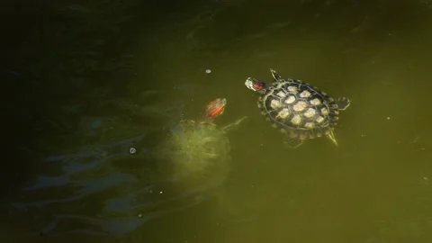 Turtles swim in the pond Stock Footage